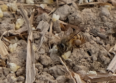 Apis cerana