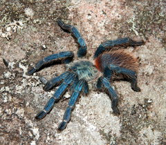 Dolichothele diamantinensis