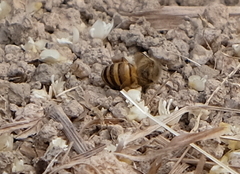 Apis cerana