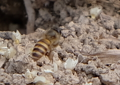 Apis cerana