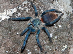 Dolichothele diamantinensis