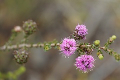 Kunzea recurva