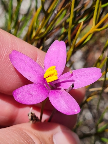 Lax Chiron (Chironia laxa)