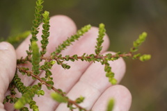 Kunzea recurva