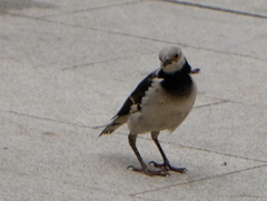 Gracupica nigricollis