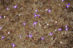 Utricularia violacea