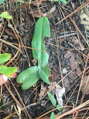 Habenaria quinqueseta