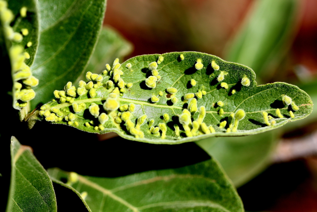 Mispel Leaf Gall Mite
