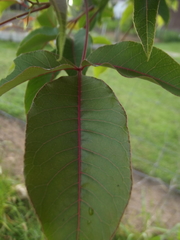 Searsia chirindensis