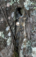 Dolichothele diamantinensis
