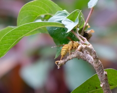 Vespa bicolor