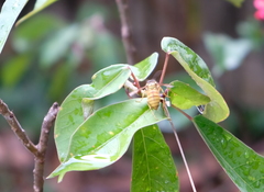 Vespa bicolor