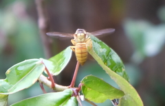 Vespa bicolor