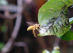 Vespa bicolor