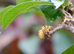 Vespa bicolor
