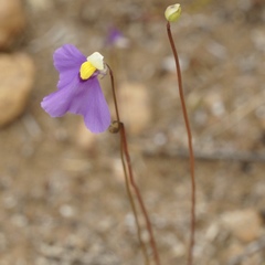 Utricularia benthamii