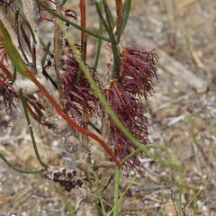 Melaleuca alilateralis