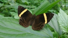 Abisara fylla