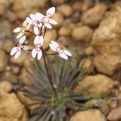 Stylidium caespitosum