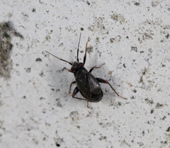 Chlamydatus evanescens