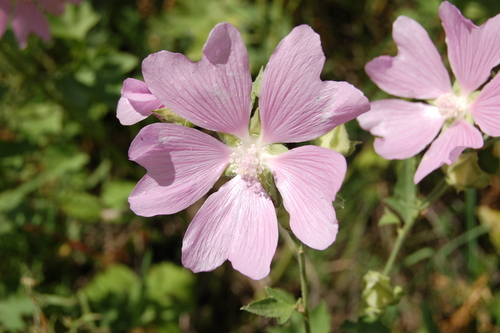 Eastern Tree-mallow