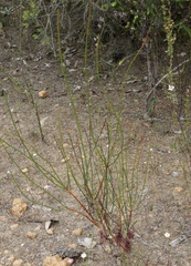 Melaleuca alilateralis