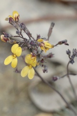 Stylidium luteum