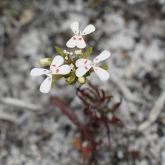 Stylidium guttatum