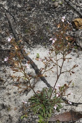 Stylidium assimile