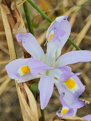 Irideae