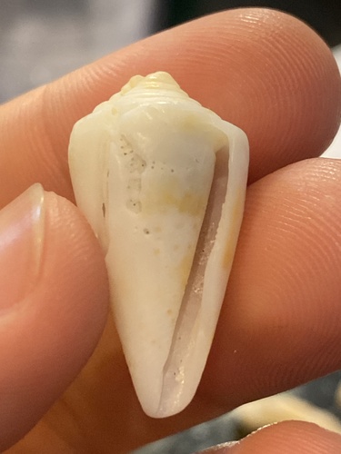 Conus scalaris image