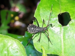 Acanthocephalini