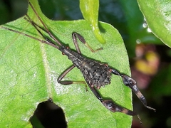 Acanthocephalini