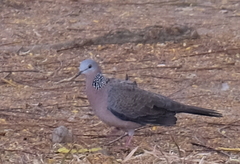 Streptopelia chinensis