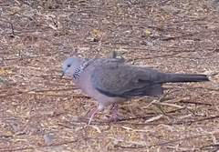 Streptopelia chinensis