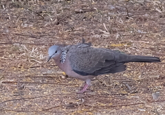 Streptopelia chinensis