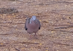 Streptopelia chinensis