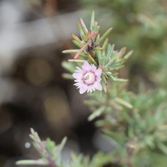 Verticordia plumosa