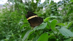 Abisara fylla