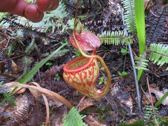 Nepenthes pitopangii