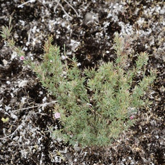 Verticordia plumosa