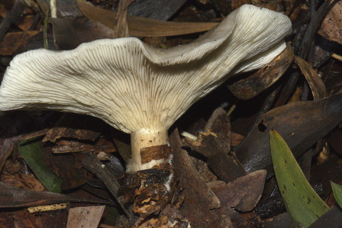 Pilkoji tauriabudė nuotrauka