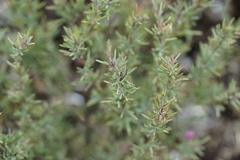 Verticordia plumosa