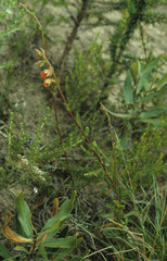 Hermannia flammea