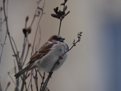Passer domesticus