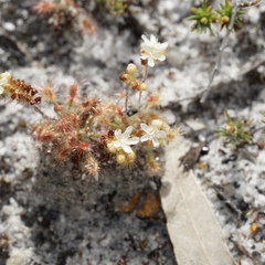 Drosera roseana