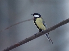 Parus major