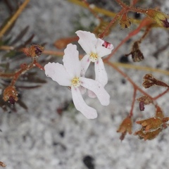 Stylidium spinulosum