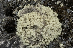 Pulchrocladia ferdinandii