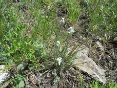 Leontopodium leontopodioides